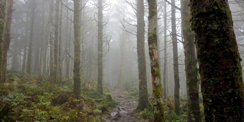 Mount Rogers via Massie Gap