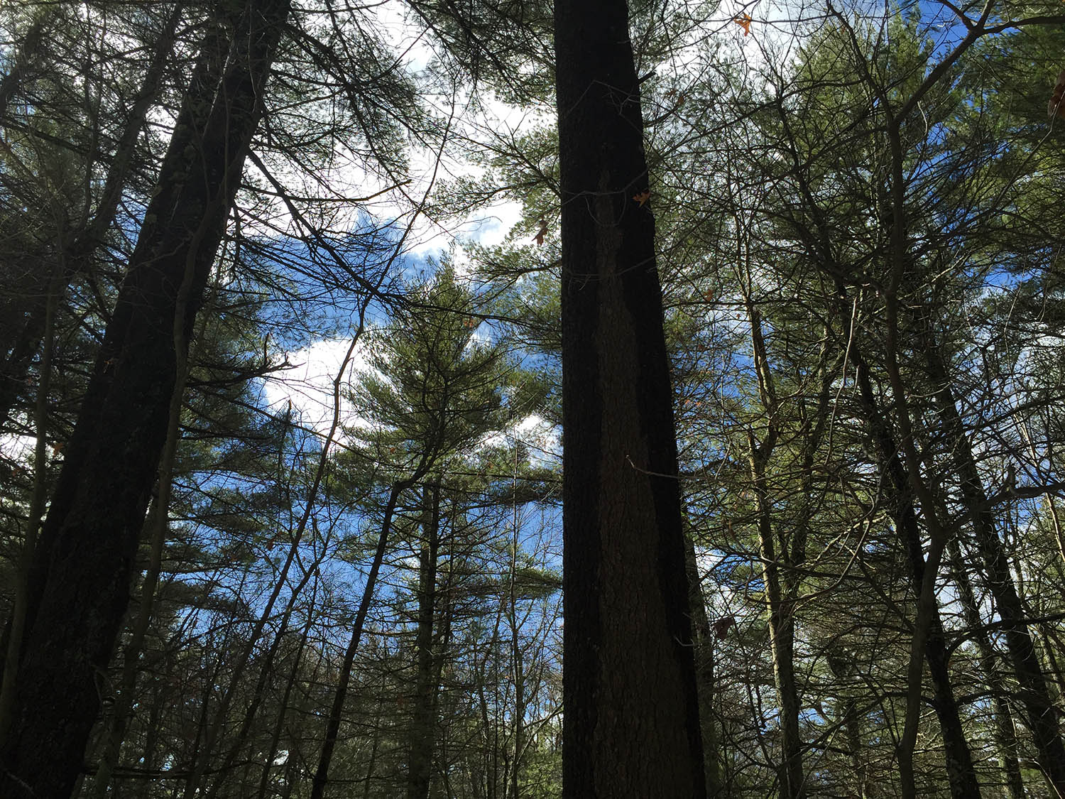 Jerimoth Hill, Rhode Island Highpoint